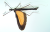 CollectionObject 1563925; 1684cec4-d891-4141-a5b3-2c0277d161a1: copyright CEUA Medellín. male, dorsal view (holotype). (CollectionObject).
