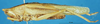 CollectionObject 1537642; c00536cf-ff25-4bca-bbe8-5488de7514ba: male, lateral view. (CollectionObject).