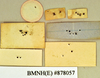 Blepharodera ciliata Burmeister, 1838: Holotype, male, labels, reverse. BMNH(E)#878057. (Otu).