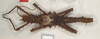 Haaniella gorochovi Hennemann, Conle, Brock & Seow-Choen, 2016: copyright ZIN, St. Petersburg. male, dorsal view (paratype). (Otu).