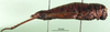 Mecostiboides physalus (Karsch, 1896): female, lateral view (syntype). (Otu).