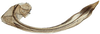 Ovipositor: Adama sp., 1st valvula (INHS). (Observation).