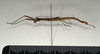 CollectionObject 1560709; 71a31e01-2952-4073-b56a-793134ecc899: copyright MIZ, Warsaw. male, lateral view (holotype). (CollectionObject).