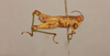 CollectionObject 1518877; 1259db5d-cf03-4a41-ba2c-85856947651e: female, lateral view (holotype). (CollectionObject).