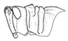 Conometopus sulcaticollis (Blanchard, 1851): Fig. 42. Female, head and pronotum (San Alfonso). (Otu).