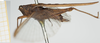 CollectionObject 1477366; b7e9c31c-8fb7-4468-aa0a-6a55598bf2da, NHMUK010924494: female, lateral view (syntype of Tettix simplex). (CollectionObject).
