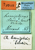 CollectionObject 1502376; 8c390bd1-3ded-4d0d-88d7-f64661ee14ab: labels (lectotype). (CollectionObject).