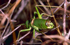 CollectionObject 1536553; ecf87c51-419f-4829-a9fd-47803c48a92d, CH0294: male. (CollectionObject).