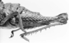 CollectionObject 1525555; a19b0cb4-74f9-496c-a39c-3c395d30074a: female, abdomen end, lateral view (lectoallotype). (CollectionObject).