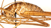 CollectionObject 1499607; c5b854fb-4318-4396-9a0d-4986caad6872: male, lateral view (holotype). (CollectionObject).