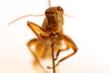 CollectionObject 1590393; 772ef705-351e-4c0d-80d4-bf07aba0d95b: male, frontal view (paralectotype). (CollectionObject).