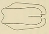 Terminalia, in situ on Chinchinota styx Kramer, 1967: Male holotype [USNM]: genital capsule, ventral view. (Observation).