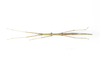 CollectionObject 1573902; 08b362b2-c898-4982-970f-c8bd8d5200c0: copyright Murcia. female (holotype), dorsal view. (CollectionObject).