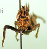 CollectionObject 1500955; 2c218821-1817-4f34-be43-a3299222044d: female, frontal view (holotype). (CollectionObject).