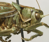 CollectionObject 1535183; aa8ed7ce-50f8-437e-8681-b814c975c856: male pronotum, lateral view (syntype). (CollectionObject).