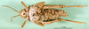 CollectionObject 1501884; DORSA BA000438S01, a880dda2-f23d-4826-9c95-5316a529dc68: female, ventral view (syntype). (CollectionObject).