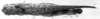CollectionObject 1533608; 1a03921d-d215-4d1d-82f2-7ff4c4fddf45: Image Carbonell, C.S. female, dorsal view (holotype of Omalotettix signatipes). (CollectionObject).