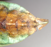CollectionObject 1561205; NHMUK(SF IMPORT DUPLICATE) 845230, a6e7094f-b687-4215-8c9d-6d75aae081d8: copyright Natural History Museum, London. female: end of abdomen, ventral view (holotype). (CollectionObject).