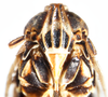 Head on Idiosystatus acutiusculus (Spinola, 1852): (Observation).