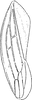 Forewing: Forewing. (Observation).