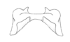 Propedies microsanguineus Cigliano & Lange, 1998: Fig. 2B. Epiphallus, male (frontal view). (Otu).