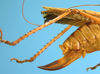 CollectionObject 1539174; UVCO 20720, 668d0056-b91f-4466-a8df-7cd162bcf0f0: MUSENUV - 20720. ovipositor. (CollectionObject).