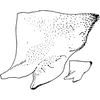 Pygofer appendages on Borulla gracilis Dworakowska, Sohi & Viraktamath, 1980: Pygofer, lateral view. (Observation).