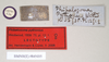 CollectionObject 1558980; 9ce04cf2-0fdf-46a7-a999-2ee5ae1f702f: copyright Natural History Museum, London. female, data labels (syntype). (CollectionObject).;CollectionObject 1558981; 1d8be626-f38d-4f0e-9cc5-abf9cf7fbfdf: copyright Natural History Museum, London. female, data labels (syntype). (CollectionObject).
