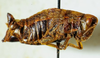 CollectionObject 1498700; 7a89fd7a-e56b-4c03-80b6-015f831b3428: female, lateral view. (CollectionObject).