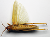 CollectionObject 1575387; 36710b7e-1941-4d66-8172-d41f053b5726: female, dorsal view (paralectotype). (CollectionObject).