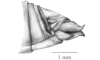 Arimacris trinitatis (Bruner, 1906): Fig. 5E. female abdomen tip, lateral view. (Otu).