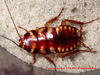 Copyright Victor Demeshko. Periplaneta australasiae nymph. Captive reared Depicts Periplaneta australasiae (Fabricius, 1775), an Otu.