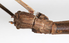 CollectionObject 1557865; NMW 780, fe89e5a8-ccc0-4a8b-923e-40f33bfad8bd: copyright NMW, Vienna. female: head, dorsal view (holotype). (CollectionObject).