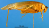 CollectionObject 1502910; 92b7cd0a-3f78-4181-897e-146d2ff94273: male, lateral view (paratype). (CollectionObject).