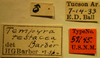 CollectionObject 1593571; 9876ddfb-1058-4e19-83fe-9f66deb113b6: Tempyra testacea - Holotype Labels (NMNH) - (CC BY-NC 3.0) - Photo by Pablo M. Dellapé with permission from the National Museum of Natural History (NMNH), Smithsonian Institution, Washington, D.C. (CollectionObject).