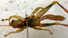 CollectionObject 1516549; cc98ae32-cd05-48d4-ab29-53e57a7a16ff: male ventral view (paratype). (CollectionObject).