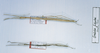CollectionObject 1557963; c48882bc-d557-4a10-9040-2c53e1657d82: copyright MNHN, Paris. male and female (holotype and paratype). (CollectionObject).