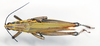 CollectionObject 1535568; 1a58fa8d-6d4b-461a-9148-ed690823ada7: male, dorsal view (holotype). (CollectionObject).