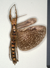 CollectionObject 1561358; 95b1cf49-2a4a-4571-84bc-429fba99cabd: copyright MIZ, Warsaw. female, ventral view (syntype). (CollectionObject).;CollectionObject 1561359; 7fea4d77-908e-4597-9734-c9a775e418e4: copyright MIZ, Warsaw. female, ventral view (syntype). (CollectionObject).