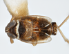 Habitus, dorsal view: !! display not done !! on Chionomus aculeatus (Beamer, 1948): (Observation).