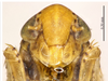 Head on Alishania attenuata Xing, Dai & Li, 2011: (Observation).