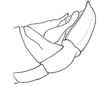 Aleuas albinae Carbonell, 2008: Fig. 25. male abdomen tip, lateral view. (Otu).