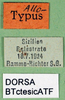 CollectionObject 1502053; 0b244122-8260-4ec3-a131-92c735627471: labels (allotype). (CollectionObject).