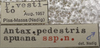 CollectionObject 1534814; a14c728e-a100-4bd6-9f24-73cb9d793401: labels (syntype). (CollectionObject).