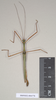 Marmessoidea rosea (Fabricius, 1793): copyright Natural History Museum, London. male of synonym Platycrana rafflesii (holotype). (Otu).