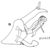 Pygofer, lateral view: !! display not done !! on Haplaxius pictifrons (Stål, 1862): (Observation).
