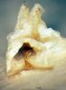 CollectionObject 1505293; 872ccf49-e64d-4c31-8acb-65d5d591fe34: male titillators (holotype). (CollectionObject).
