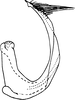 Aedeagus, lateral view on Empoascanara (Empoascanara) papaha Dworakowska, 1980: Aedeagus, lateral view. (Observation).