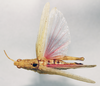 CollectionObject 1573873; f798b1c1-6279-4dee-9f8a-63c702e7faf7: female, dorsal view (allotype). (CollectionObject).