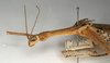 CollectionObject 1557189; 0e1bb941-df07-4520-8edd-05a1869a2fac: copyright NMW, Vienna. female: head and thorax, lateral view (syntype). (CollectionObject).;CollectionObject 1557190; 6e126499-8a69-446d-9404-b888af730dd8: copyright NMW, Vienna. female: head and thorax, lateral view (syntype). (CollectionObject).